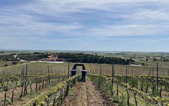 Marchesi Antinori, il futuro è la robotica per vigne